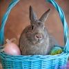 thumper41820